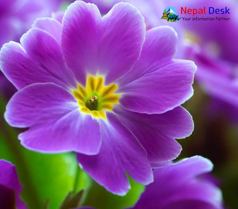 Purple Primrose Nepal Desk
